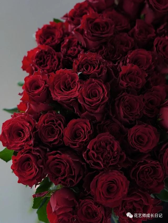 黑玫瑰花语，碎冰蓝玫瑰花语（复古暗红色系的玫瑰女王）