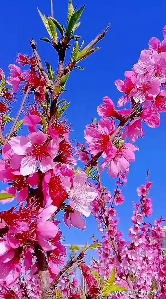 莺歌燕舞是什么季节，柳绿花红莺歌燕舞是什么季节（百花争艳的季节）