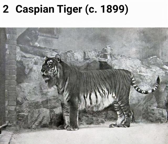 世界灭绝的动物名单，世界灭绝的动物名单网站（30张活久未见的照片）