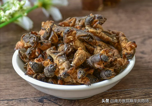 蝼蛄属于哪类昆虫，蝼蛄是昆虫还是非昆虫（是一味利水消肿良药）