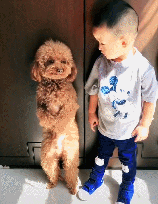 “贵宾犬”VS“比熊犬”哪个好？过来人告诉你，区别大着呢