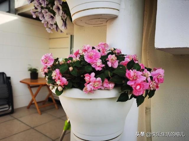 水梅花的养殖方法和注意事项，水梅花的养殖方法（非洲凤仙，值得拥有）