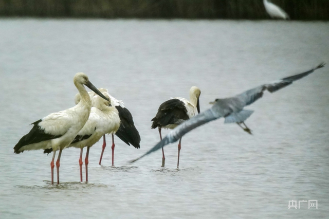 我国常见的候鸟有哪些，我国常见的候鸟有哪些品种（东方白鹳首次成群现身广东）