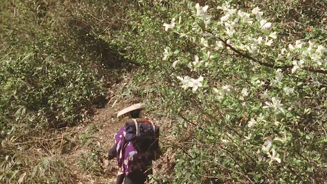 鹤川-网名，鹤川-（将世界的肮脏都拍了出来）