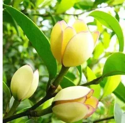 含笑花什么时候开花，分享图片——深山里（含笑花何时开花）