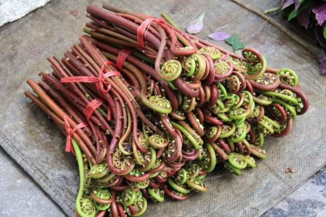 农村能吃的100种野菜图片,有哪些野菜可以吃 农村能吃的100种野菜图片,有哪些野菜可以吃