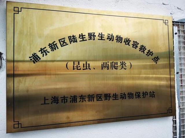 上海大自然野生昆虫馆，上海大自然野生昆虫馆图（上海首个区级专业陆生野生动物收容救护点）