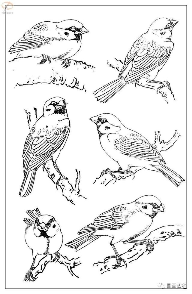 火的简笔画图片，火焰怎么画简笔画图片（画鸟参考——白描麻雀百图）