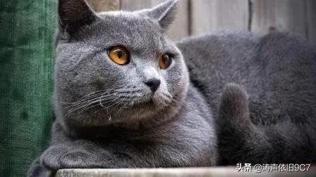 世界上最美的猫咪，世界上最美的猫咪图片（最漂亮的猫）