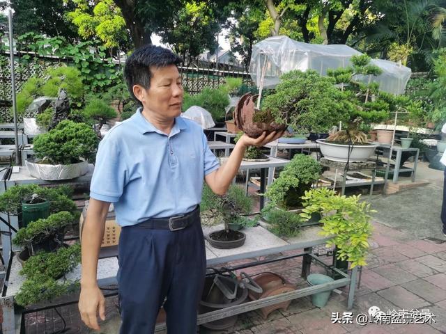 黑骨茶盆景怎么养护，黑骨茶盆景怎么养护视频（一棵黑骨茶盆景的改作引来老中青少四代树痴乐此不疲）