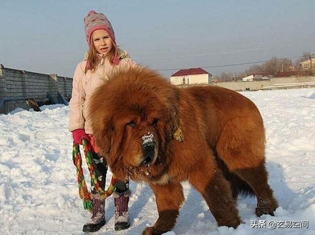 世界上耳朵最长的狗是什么，耳朵比较长的狗是什么（世界上最大的狗品种）