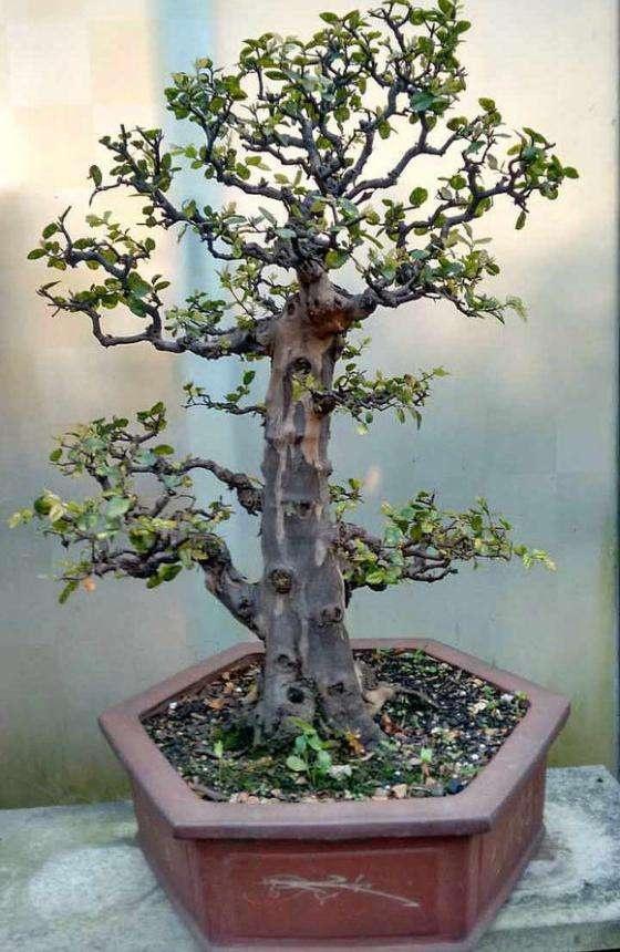 养雀梅有什么忌讳,雀梅好不好养(有钱人喜欢买3种"盆景树")