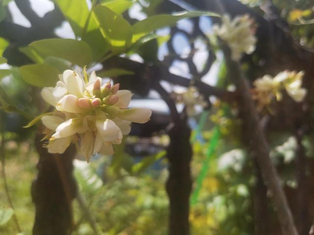 猛虎嗅蔷薇是啥意思，猛虎嗅蔷薇是什么意思（心有猛虎，细嗅蔷薇）