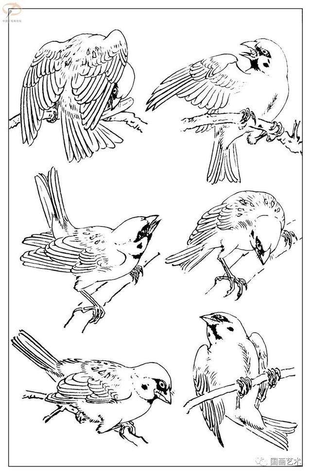 火的简笔画图片，火焰怎么画简笔画图片（画鸟参考——白描麻雀百图）