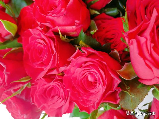 表白用什么花合适，表白一般送什么花合适（第一次表白如何选花）