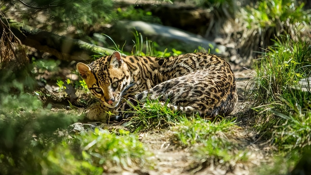小野猫的真面目