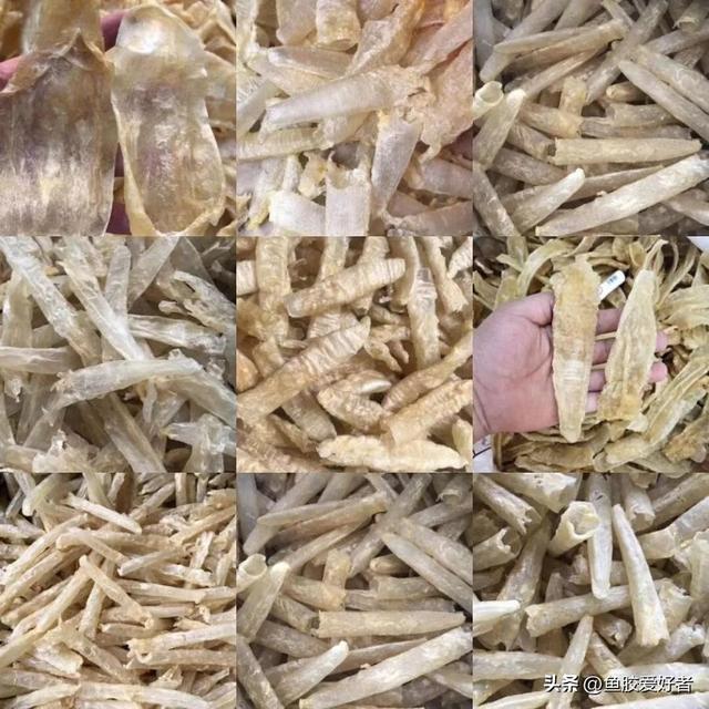 鱼胶是什么，鱼胶是什么鱼身上取的（最便宜的鱼胶是什么鱼胶你知道吗）