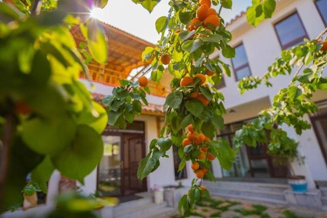 庭院十大吉祥树排名，庭院栽什么树最旺宅（10种吉利树）