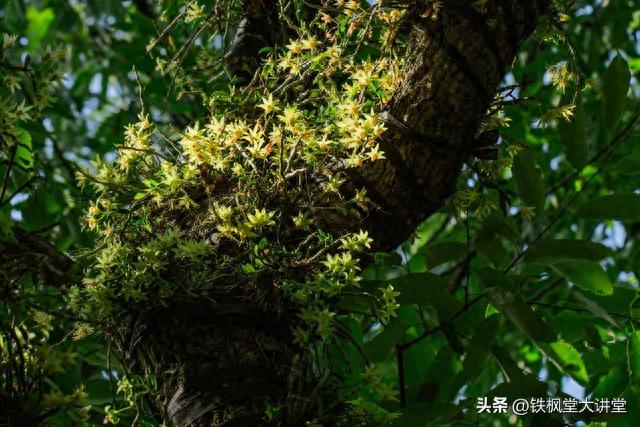 石花茶的功效与作用及禁忌，夏饮石斛花茶