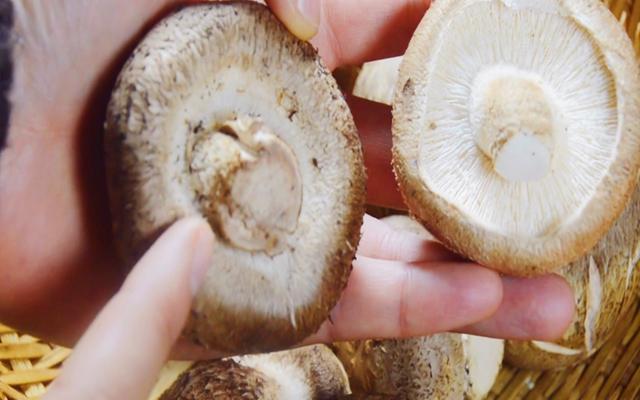 香菇和什么不能一起吃，香菇和什么不能一起吃会过敏（菜农教你一个不外传选购诀窍）