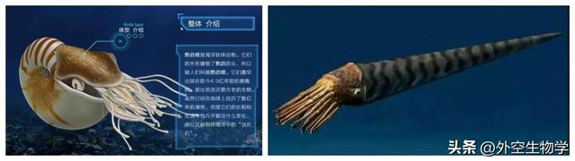 海洋中最顶级的掠食者，邓氏鱼问鼎顶级猎食者宝座的艰辛之路