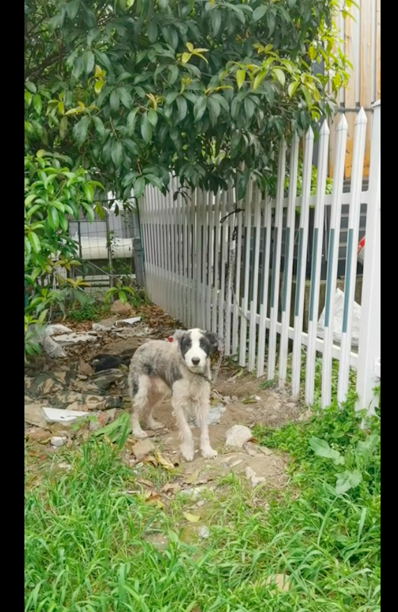 边牧犬多少钱一只，边牧犬多少钱一只幼崽（网友花5百买下并给它治病）