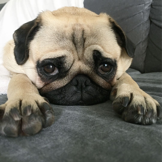 凯利蓝梗犬的美容护理，凯利蓝梗犬有几种颜色（什么狗适合保护单身女性呢）