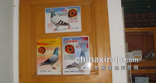 什么鸽子引天落，什么叫天落鸽子（引赛绩鸽修得正果——飞出三关鸽王冠军）