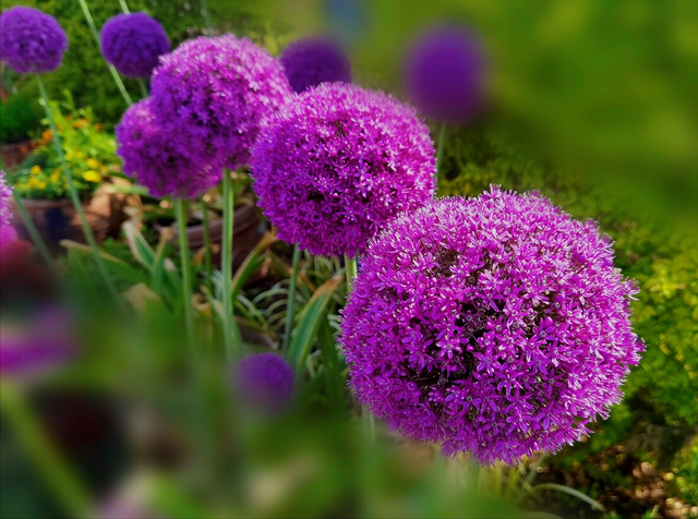 兰花花语心情的句子，兰花开了心情语（一花一世界）