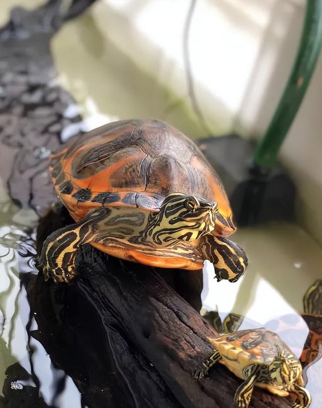 宠物乌龟起什么名字好，浅谈常见宠物乌龟种类-新手饲养篇