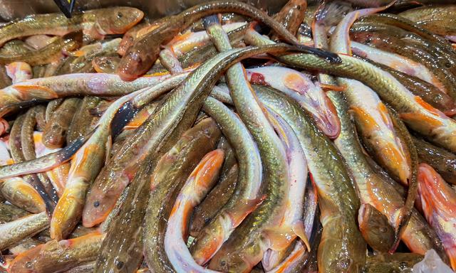 武昌鱼怎么做好吃，干烧武昌鱼的做法（炖豆腐吃特别香）