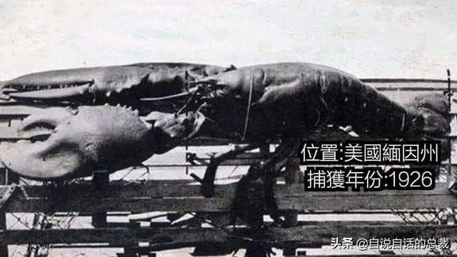 小龙虾属于海鲜类吗，小龙虾是海鲜吗（龙虾：从小龙虾到大花龙）