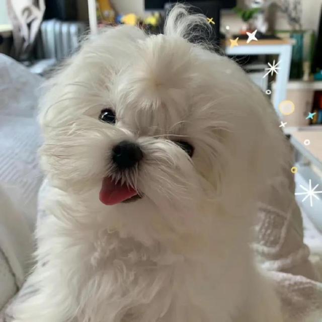 超搞笑的二货逗比萌宠头像 你的可爱治愈世间一切的不可爱微信，超搞笑的二货逗比萌宠头像 你的可爱治愈世间一切的不可爱（治愈系萌宠头像）