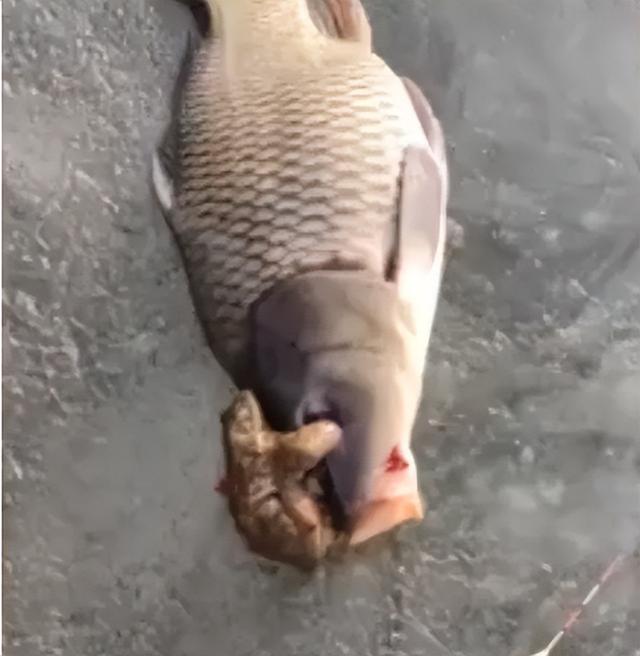 青蛙抱对意思是什么，青蛙抱对是在干什么（癞蛤蟆为何常抱在鲤鱼身上）