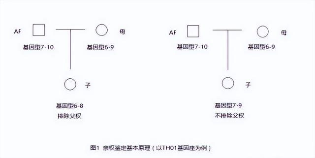 如何做亲子鉴定，怎么做dna亲子鉴定（亲子鉴定结果为什么不是100%）