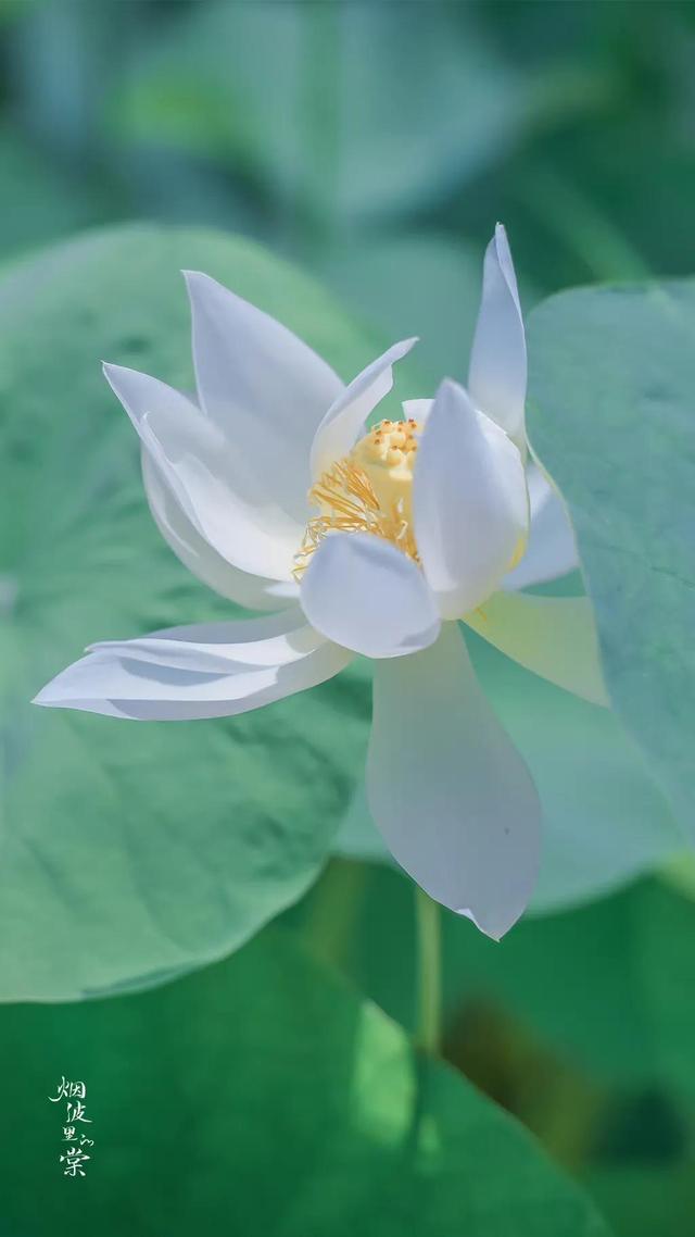 感恩相遇的句子，适合表达朋友相遇感恩的句子（佛说：感恩遇见，不负不欠）