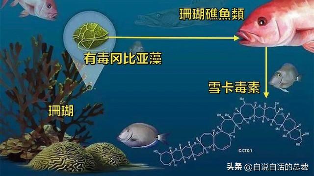 太平洋岛屿托管地，想问班赛岛属于哪个国家（太平洋小岛上的巨大水泥穹顶）