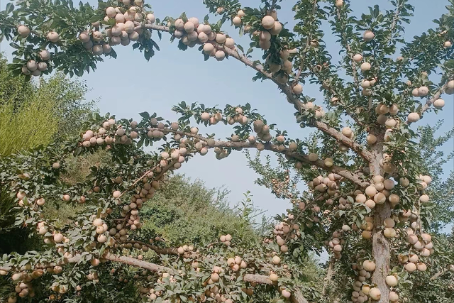 plum是什么水果，水果之王第一名（杏李为什么不“姓美”）