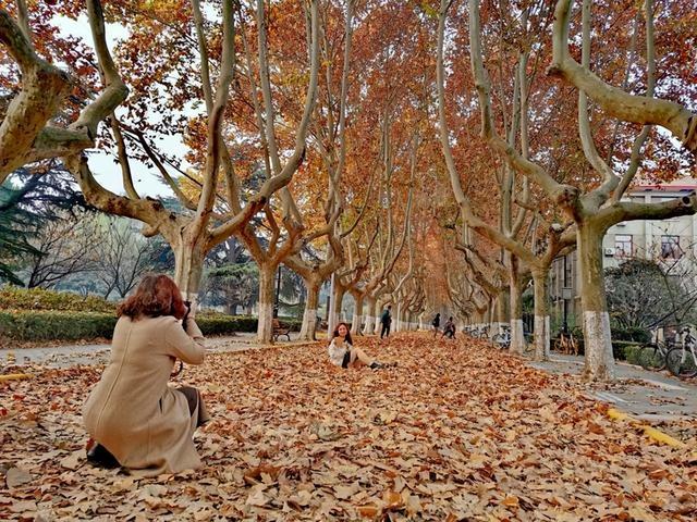 法国梧桐树苗多少钱一颗，法国梧桐树多少钱一棵（曾红极一时的7种“绿化树”）