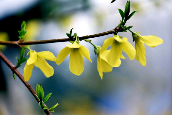 春天开的常见的花，春天的花有哪些（春天的花有哪些 名字）