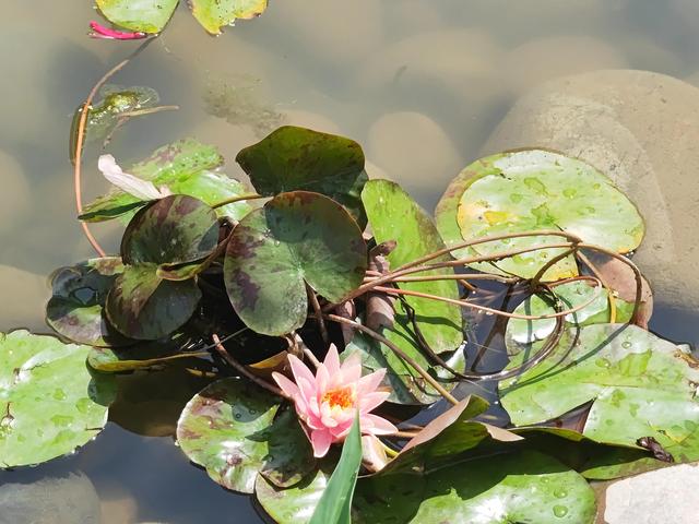 睡莲花语是什么，红睡莲的花语是什么（睡莲的花语）