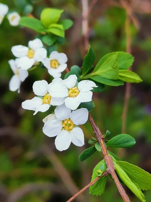 什麼花的花語是努力奮鬥,什麼植物的花語是奮鬥努力(花語:上進,奮鬥)