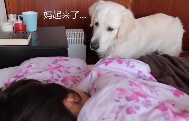 犬和狗有什么区别，犬与狗的区别（“养狗”和“不养狗”的区别）