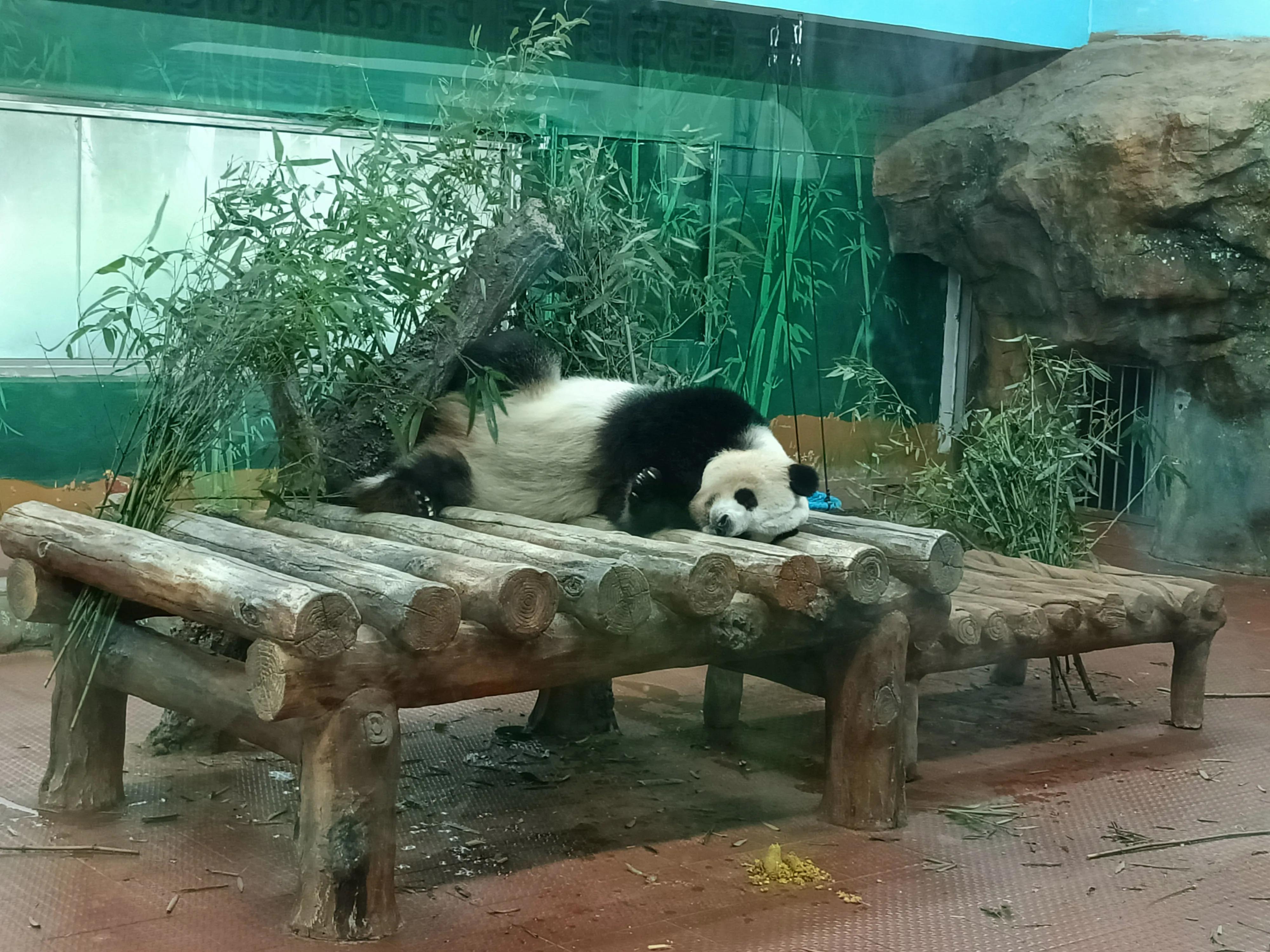 广州市动物园(广州宝墨园在哪里)