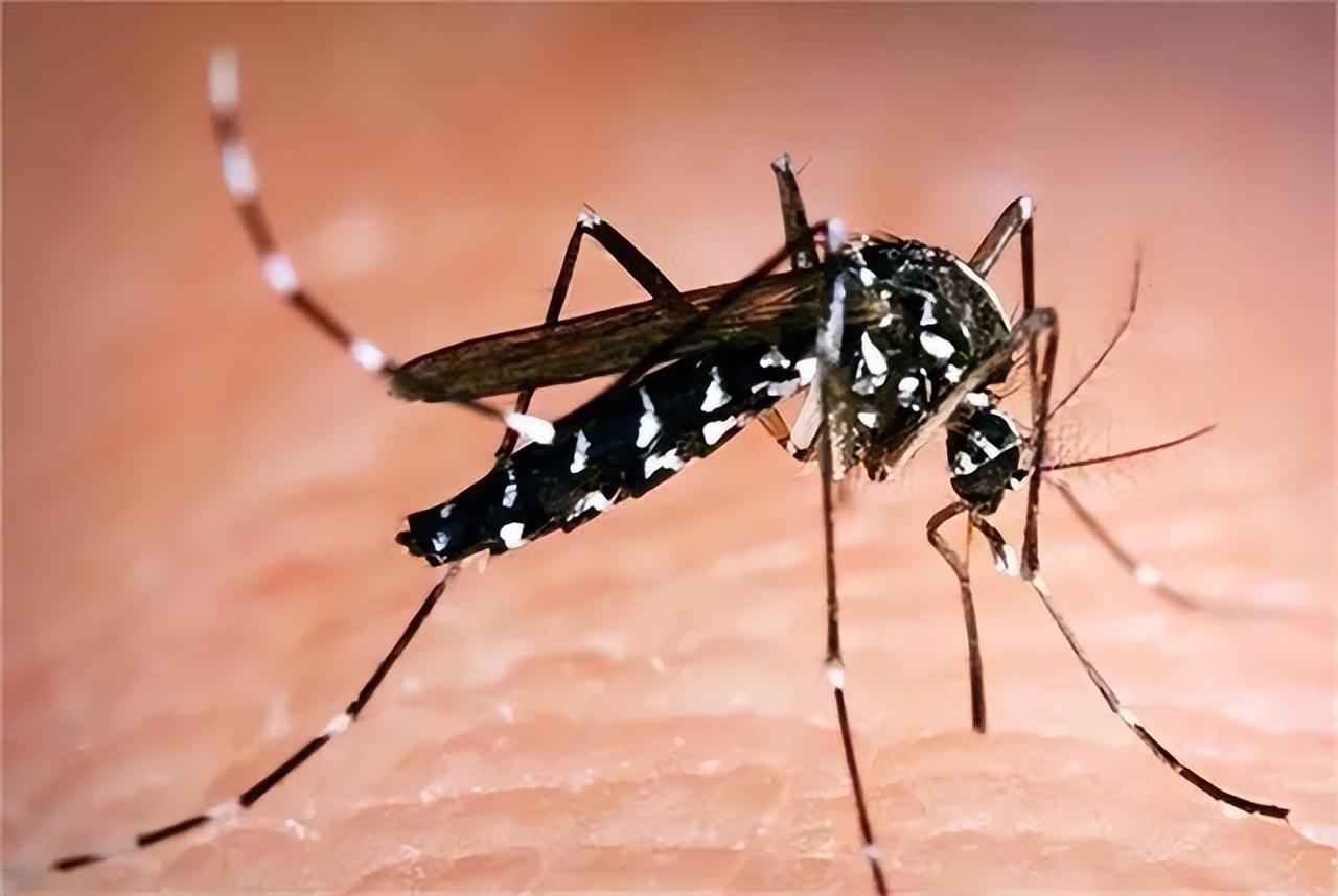 第一名——蚊子