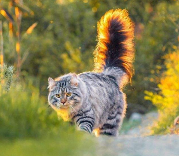 猫的记忆有多久，小猫几个月有记忆（20个养猫冷知识）