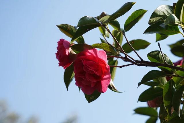 大理市春季赏花去哪里，大理开花季节（春之大理，与茶花“约会”）