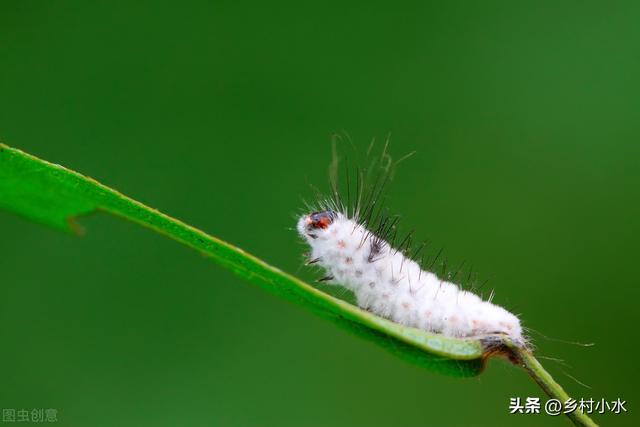 天然钾肥有哪些，天然氮肥有哪些（蔬菜长虫别光会喷农药）