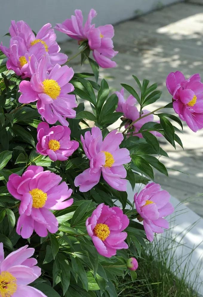 芍药花是花中宰相(芍花图片全部) - 彝家农业网