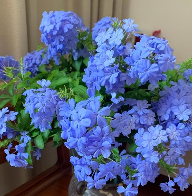 什么花好看又好养，开花好看又好养的花卉（种一盆好看又好养）